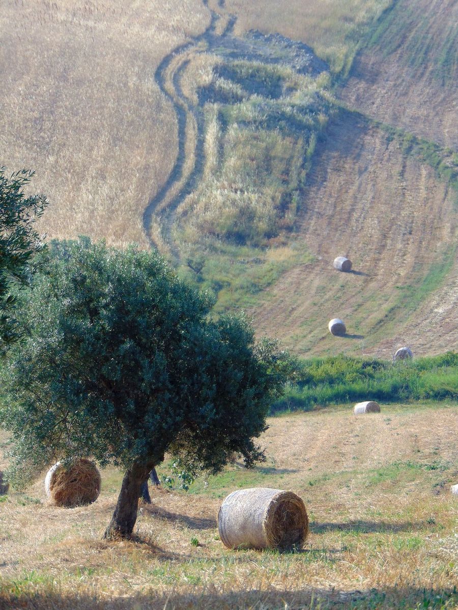 San Marco Argentano