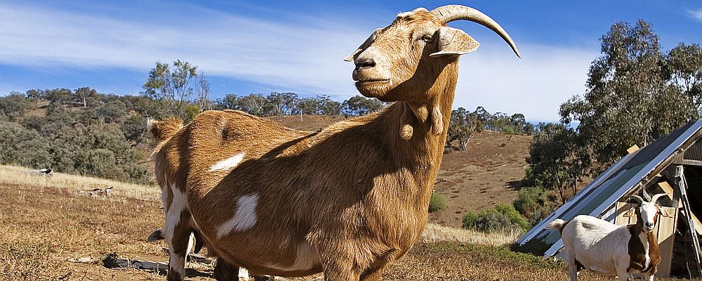 capra aegagrus hircus