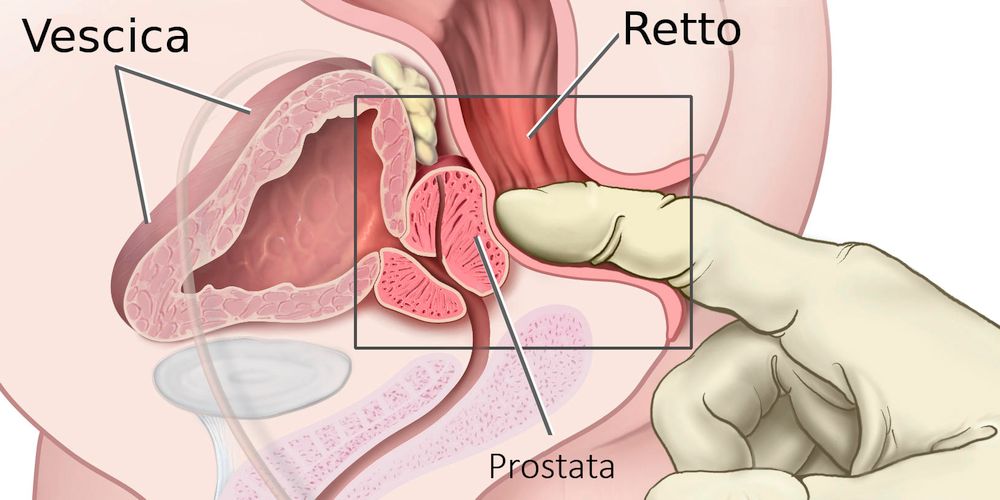 Apparato digerente e urinario
