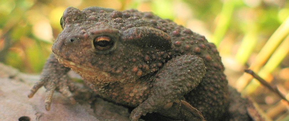 Rospo (Bufo bufo)