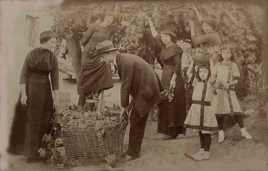 Vendemmia casa Emilio Talarico San Marco Argentano 1913