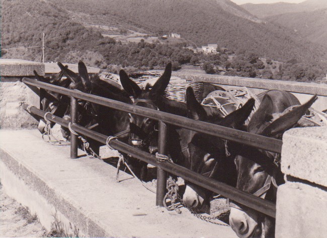 San Marco Argentano 1972 asini a Piazza San Francesco