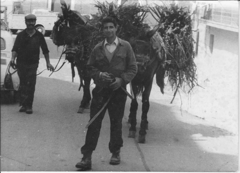 Mulattieri 1974 San Marco Argentano